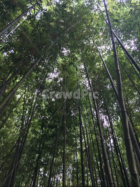 bamboo,tree,sky,forest,plants,park,공원,하늘,대나무,나무,식물,산책로,휴식,자연,풍경,nature,landscape,plant