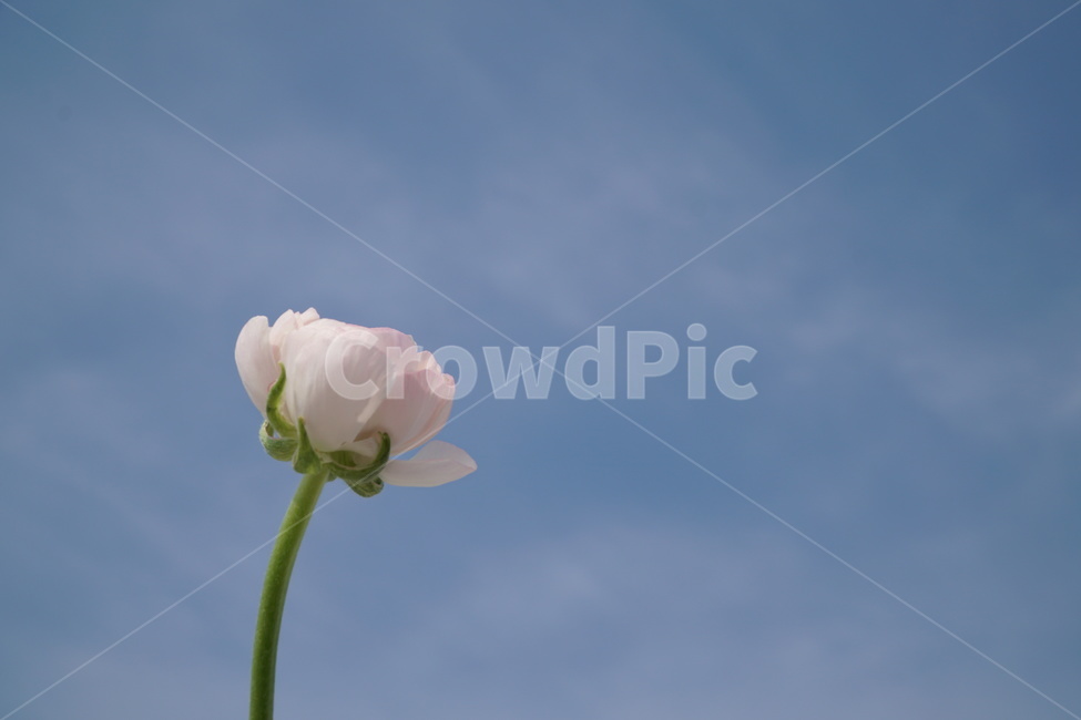 꽃,예쁜꽃,flower,하늘과꽃,꽃과하늘,식물,자연,plants,nature,꽃,flower