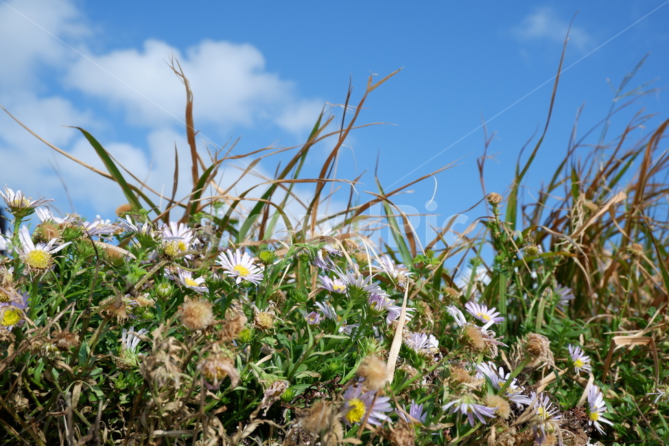 plant,식물,자연,하늘,꽃,식물,자연,plants,nature,꽃,flower
