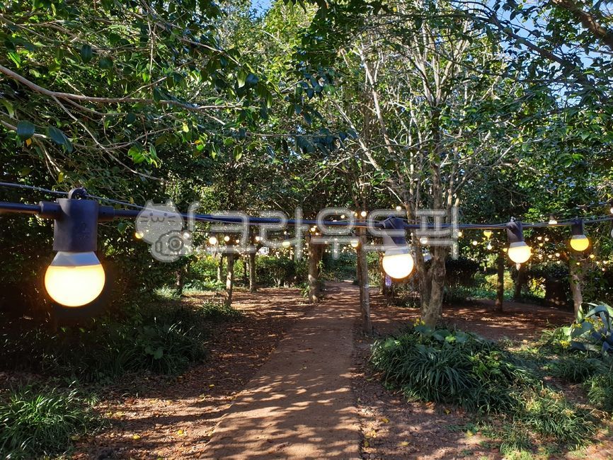 숲길,등불,숲등불,숲등,등불길,자연,tree,treelight