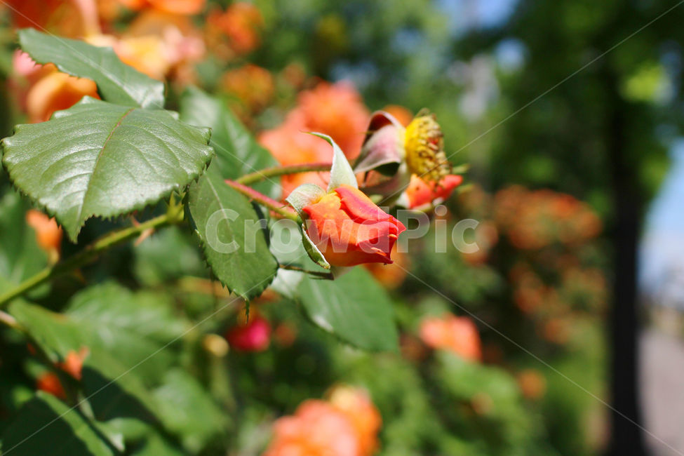 감성사진,자연,하늘,꽃,장미,색감,보정,flower,sky,summer,nature,식물,자연,plants,nature,꽃,flower,색깔,색상,색채,색감,color sense,color sensitivity,feeling of color