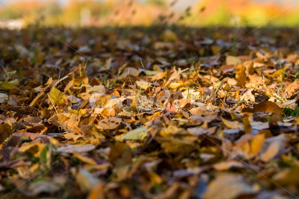 자연,노을,저녁,가을,sunset,evening,autumn,fall,Republic of Korea,낙엽,대한민국,한국,대구,fallenleaves,natural,korea,가을,계절,fall,autumn,season,식물,자연,plants,nature,plant,leaf,잎,ground,바닥