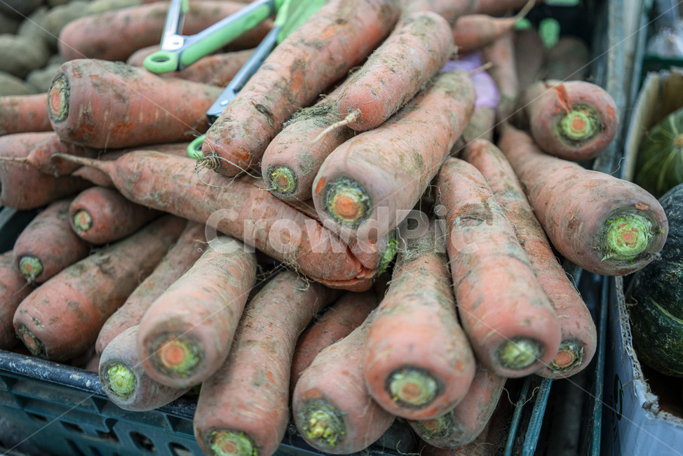 당근,흙당근,말밥,뿌리채소,채소,야채,녹황채소,채소,야채,vegetables