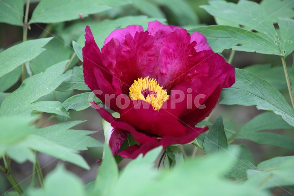 모란,목단,꽃,봄,treepaeony