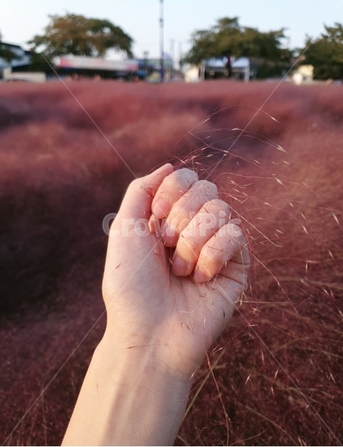 핑크뮬리,손,가을,핑크,가을타는여자,가을경주,핑크색공주,가을,계절,fall,autumn,season,hand