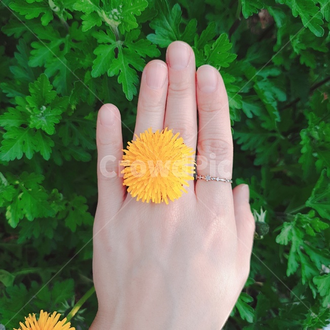 봄,봄꽃,민들레,꽃반지,감성,노랑,풀꽃,spring,flower,dandelion,fingers,hand,ring