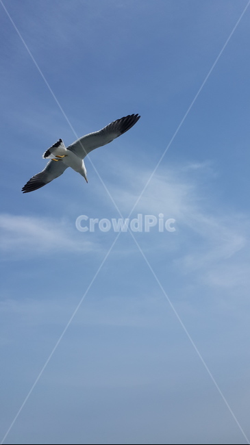 갈매기,하늘,비행,새,한마리,동물,animal,조류,새,birds