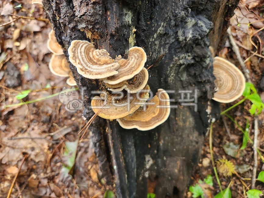 접시껄껄이,껄껄이버섯속,조개껍질버섯,약용버섯,버섯