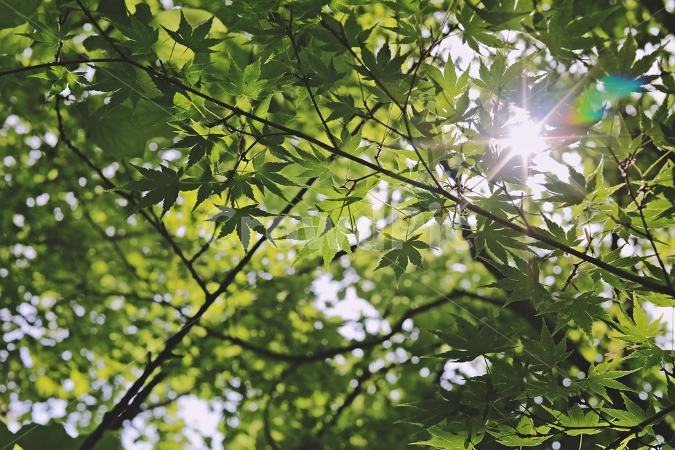 단풍,나무,햇빛,여름,자연,녹색,green,tree,maple,sunlight,식물,자연,plants,nature