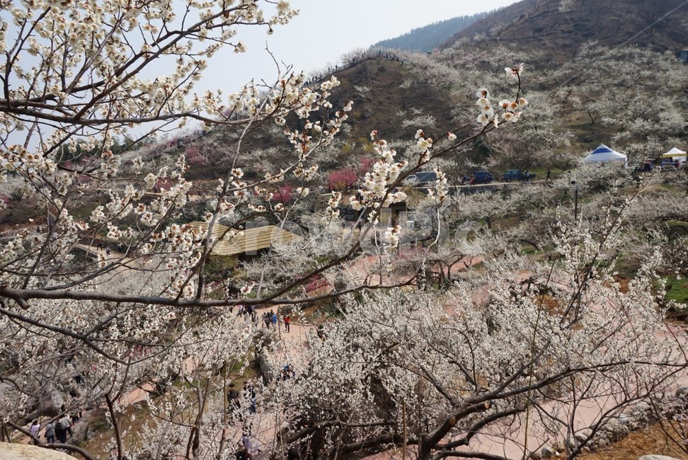 광양,매화꽃,매화축제,광양매화축제,자연,풍경,자연,풍경,nature,landscape,plant,식물