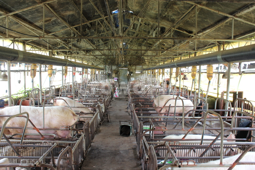 animal,동물,돼지,pig,돈사,동물,animal,포유류,mammal