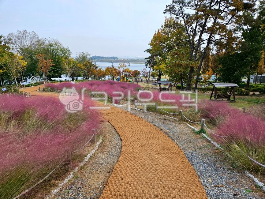 핑크뮬리,공원,pinkmuhly,park,outdoors,평택가을,산책