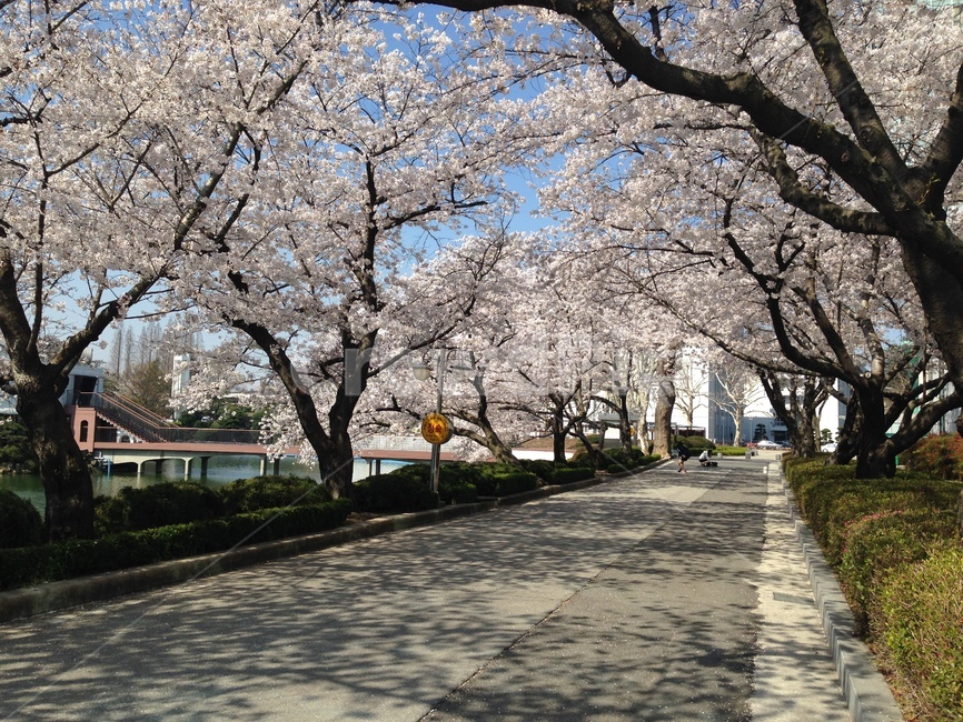 중간고사,원광대,벚꽃,blossom,flower,꽃,산책로,수덕호,호수