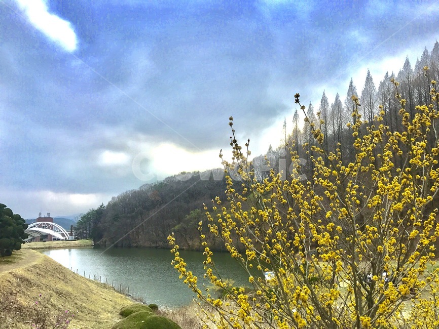 호수,개나리,산,용인,한국외대,한국외국어대학교,메타세콰이어,자연,풍경,nature,landscape