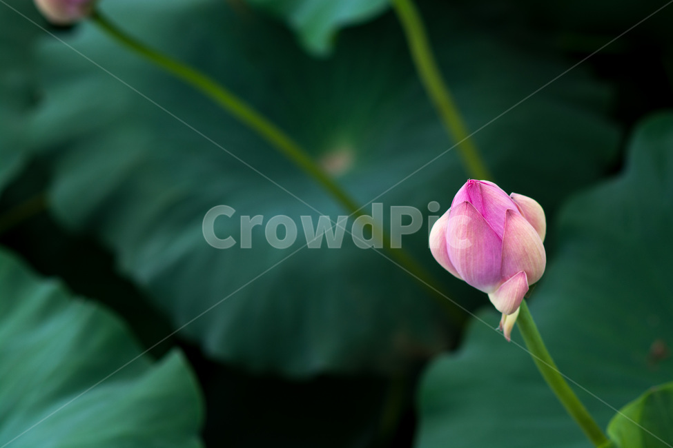 풍경,landscape,연꽃,lotus,전주,덕진공원