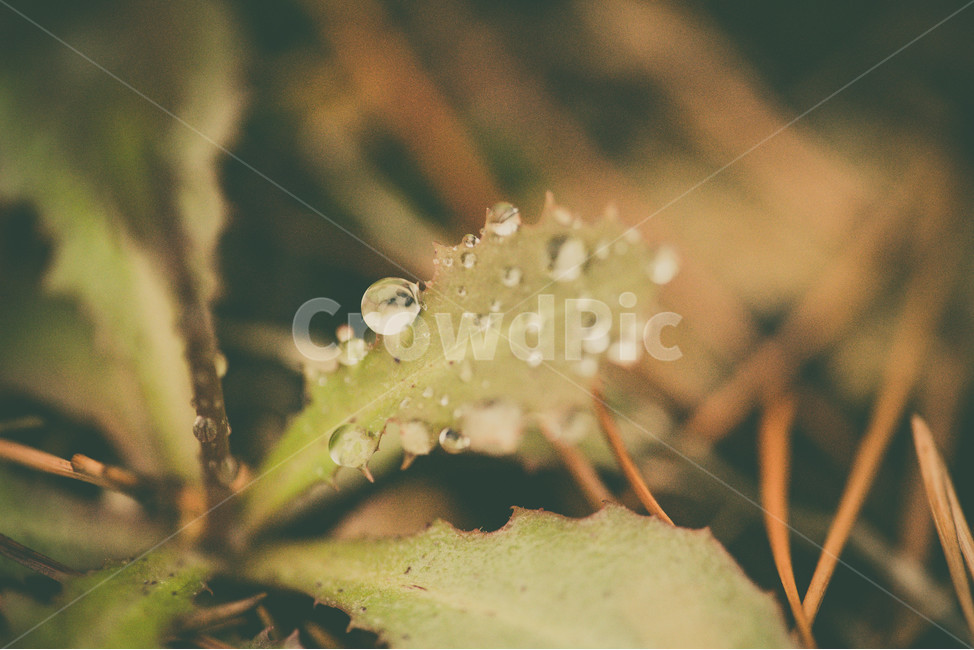 이슬,봄,봄비,접사,늦은오후,식물,자연,plants,nature,감성,sensible,feeling