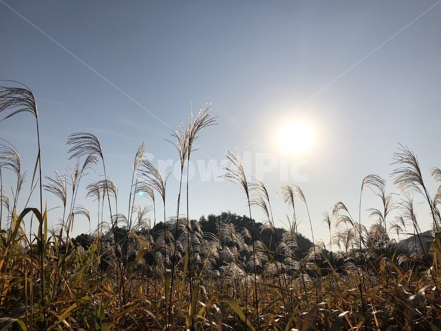 자연,억새풀,갈대밭,가을하늘,햇볕,산책로,공원,fall,flamegrass,silvergrass,autumnsky,sun,sunlight,park,trail,구름한점없는하늘,가을의멋,가을,계절,fall,autumn,season,자연,풍경,nature,landscape,plant,식물,grass,잔디,lawn
