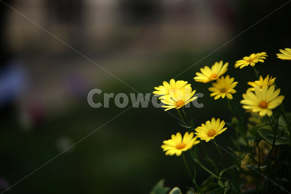 꽃,노랑,노란색,flower,국화,감성,감성사진