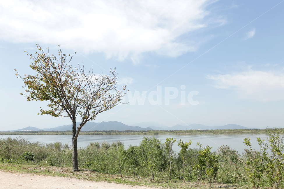 nature,자연,나무,낙동강,하구언,자연,풍경,nature,landscape