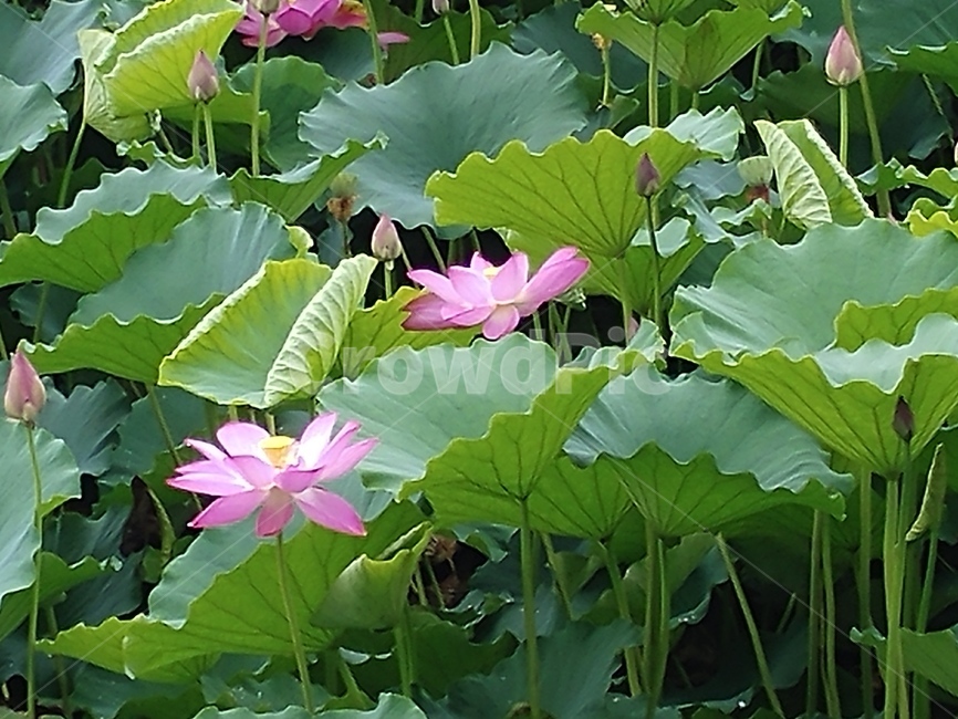 연꽃,lotus,식물,수초,땅속줄기,담수초,련꽃