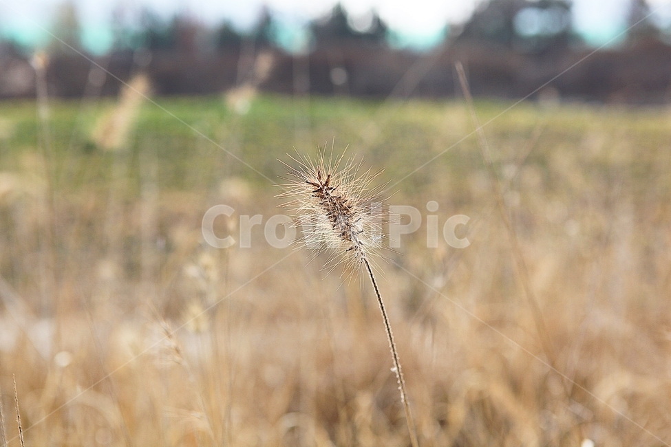 강아지풀,강아지풀꽃,꽃,잡초,가을,풀,야외,공원,가을,계절,fall,autumn,season,식물,자연,plants,nature
