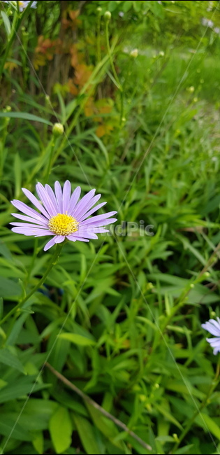 꽃,코스모스,자연,감성,sensible,감성적인,분위기있는,flower,따뜻한,nature,풀