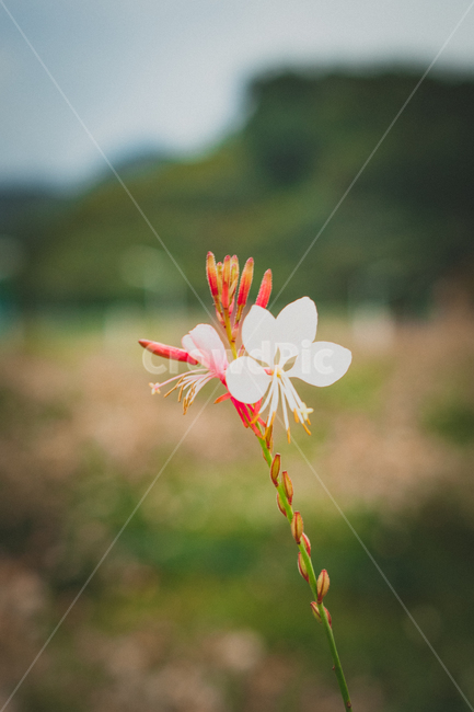plant,식물,blossom,flower,꽃,geranium,제라늄,식물,자연,plants,nature