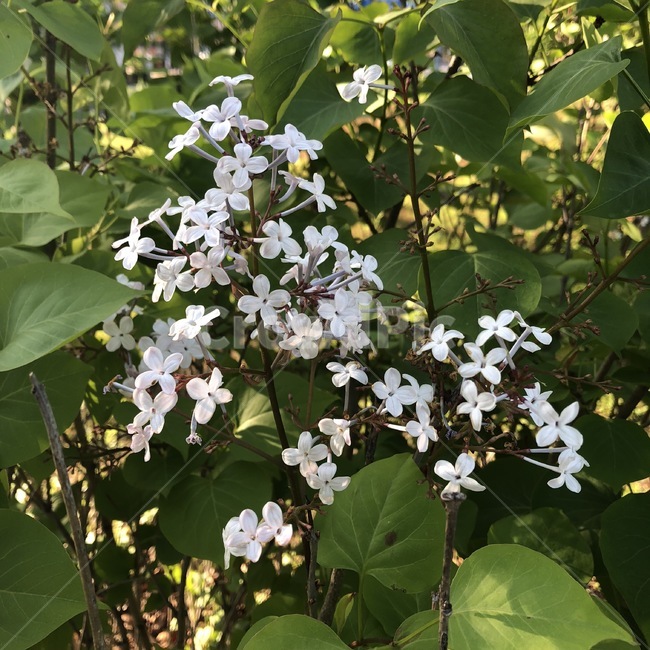 꽃,식물,라일락,분홍,초록,자연,flower,plants,lilac,pink,green,hana,shokubutsu,rairkku,pinku,midori,식물,자연,plants,nature,꽃,flower
