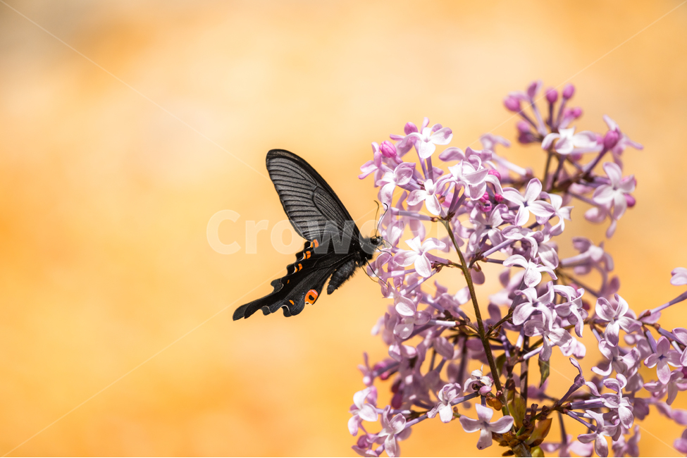 나비,서양수수꽃다리,꽃,자연,곤충,flower,식물,자연,plants,nature,꽃,flower,동물,animal,곤충,벌레,insect,bug