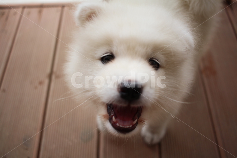 사모예드,아기맹수,아기강아지,시골강아지,귀여운,동물,animal,포유류,mammal,개,강아지,dog,doggy