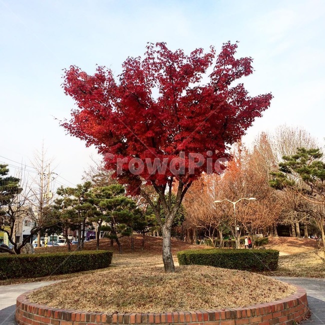 나무,하늘,배경,자연,평화,가을,계절,fall,autumn,season,자연,풍경,nature,landscape,tree,plant,식물,maple,단풍