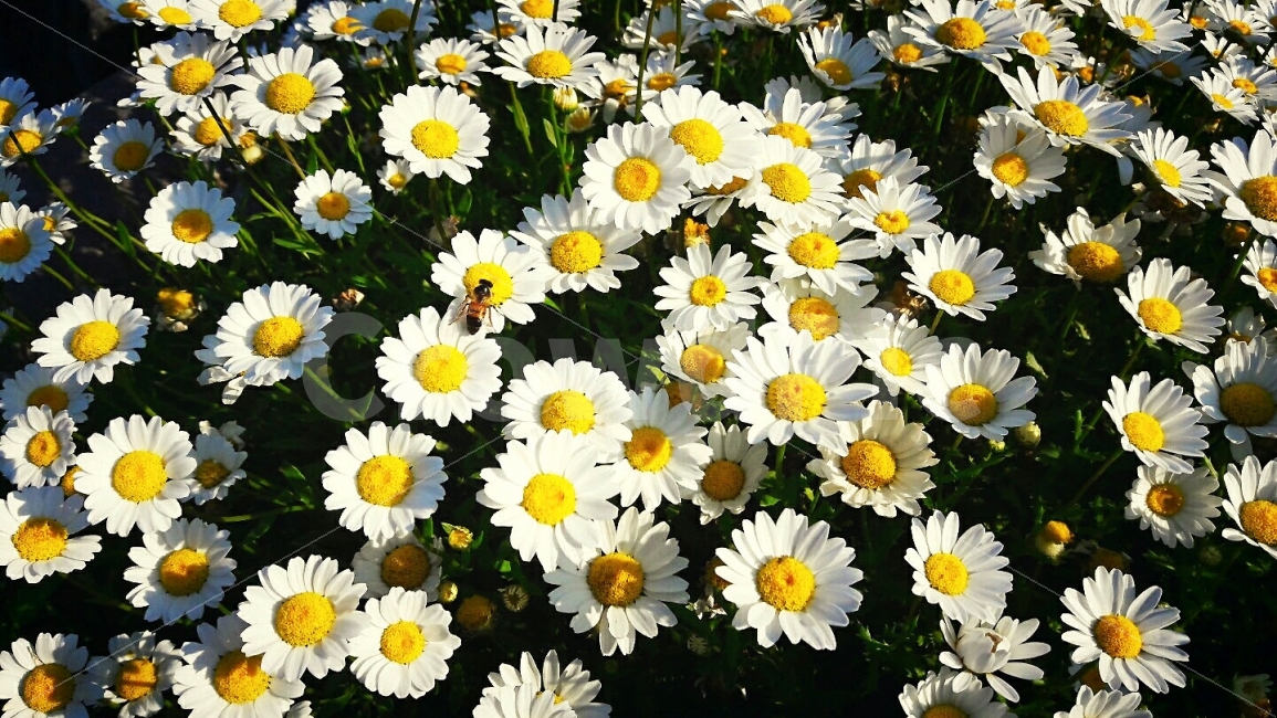 꽃,벌,싱싱,풍경,배고픔,식물,자연,plants,nature,꽃,flower,동물,animal,곤충,벌레,insect,bug