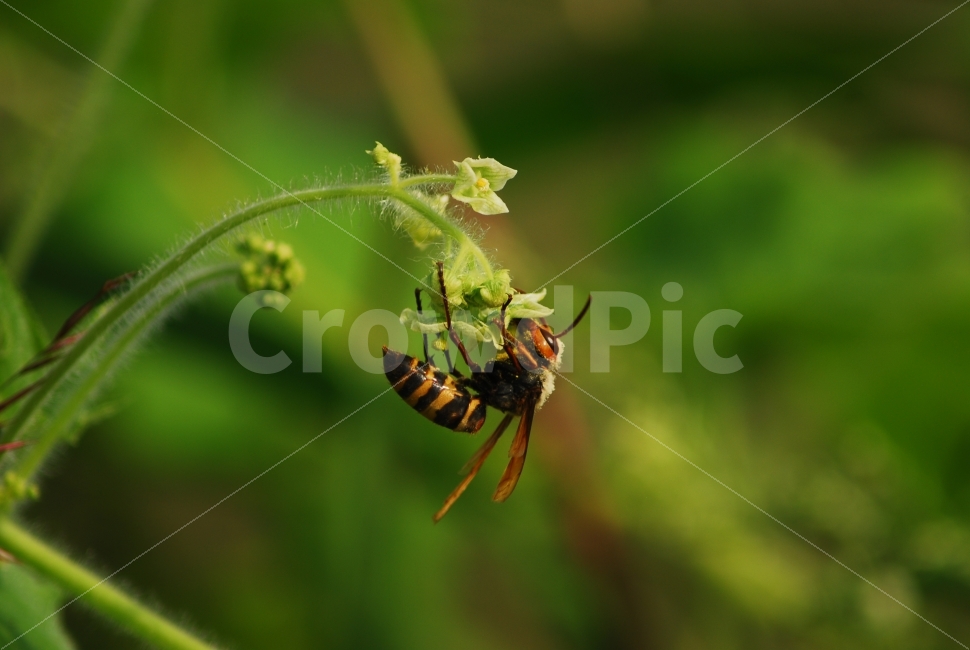 벌,말벌,땡벌,야생,벌레,곤충,식물,자연,plants,nature,꽃,flower,동물,animal,곤충,벌레,insect,bug