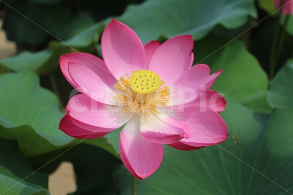 서울,불교,사찰,절,연꽃,식물,자연,plants,nature,꽃,flower