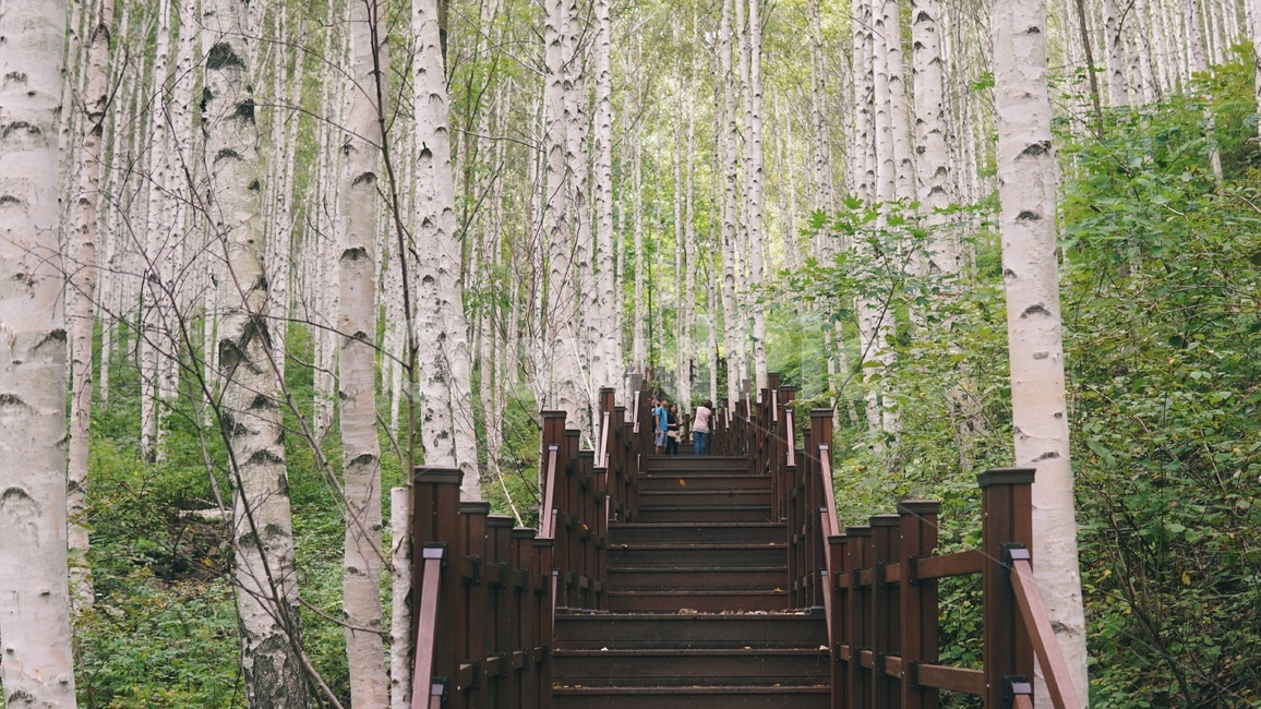 자작나무,자작나무숲,자연,풍경,한국자연,숲,나무,landscape,녹색,woods,forest,nature,자연,풍경,nature,landscape,한국자연풍경,한국자연경관,korea nature landscape,human,인간,person,사람