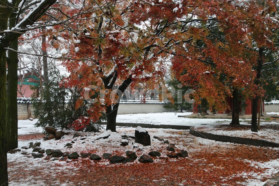 단풍,단풍나무,눈,공원,전주,park,tree,autumncolors,갈색,maple,snow,winter,겨울,계절,winter,season