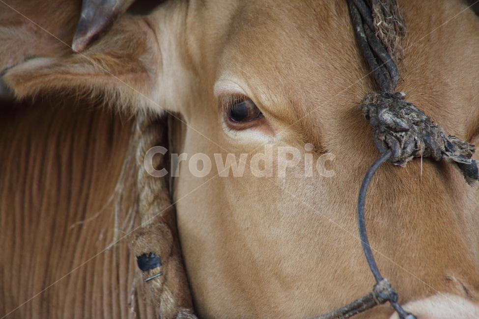 소,소눈,가축,동물,cattle,동물,animal,포유류,mammal