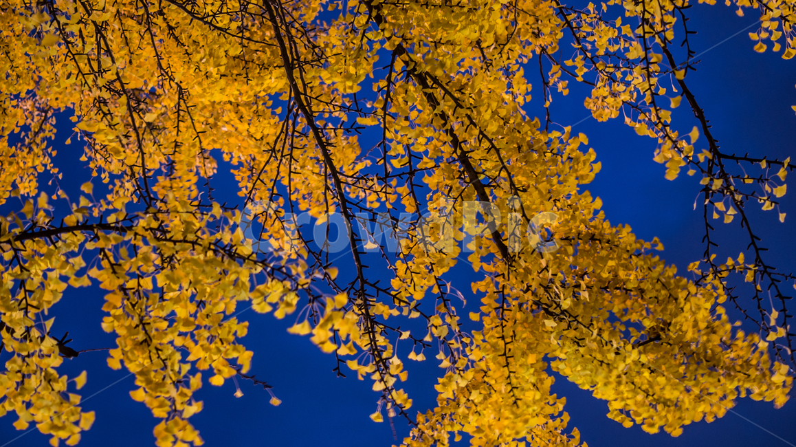 은행나무,은행,단풍,하늘,나무,식물,풍경,가을,계절,노랑,은행잎,tree,plant,ginkgonut,sky,landscape,fall,leaf,season,autumn,야경,밤,저녁,night,nightview,가을,계절,fall,autumn,season,야경,밤,풍경,nightscape,night,landscape,잎