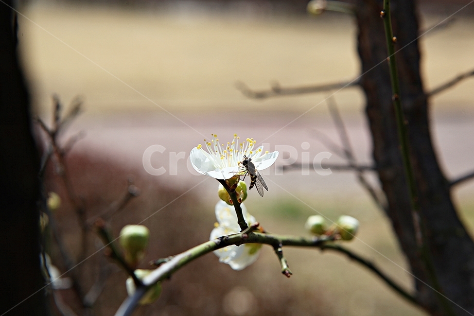 매화,매화꽃,꽃,꽃잎,봄꽃,봄,매화나무,식물,식물,자연,plants,nature,꽃,flower