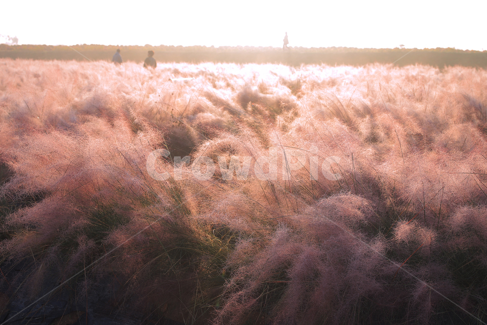 grass,plant,식물,핑크뮬리,pink,flower,꽃,아침,새벽,morning