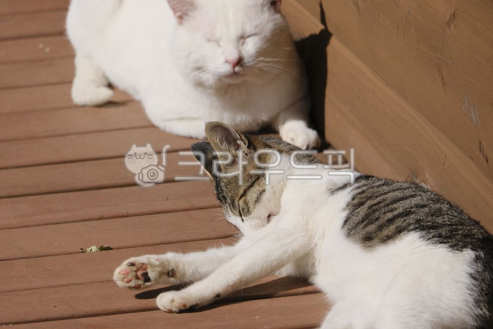 아기고양이,애기냥이,새끼냥이,애기고양이,kitten,kitty,아깽이,애기,아갱이,얼룩고양이,고양이,cat,반려동물,냥이,애완동물,pet,동물,animal,포유류,mammal,길고양이,alleycat,길냥이,straycat,휴식,자연,아침,햇살,cute,귀여운,아름다운,매력적인,streetcat,흰고양이,가족,가족냥이,family,streetcatfamily,catfamily,sleepingcat,잠자는고양이,wood,목재,hardwood,견목