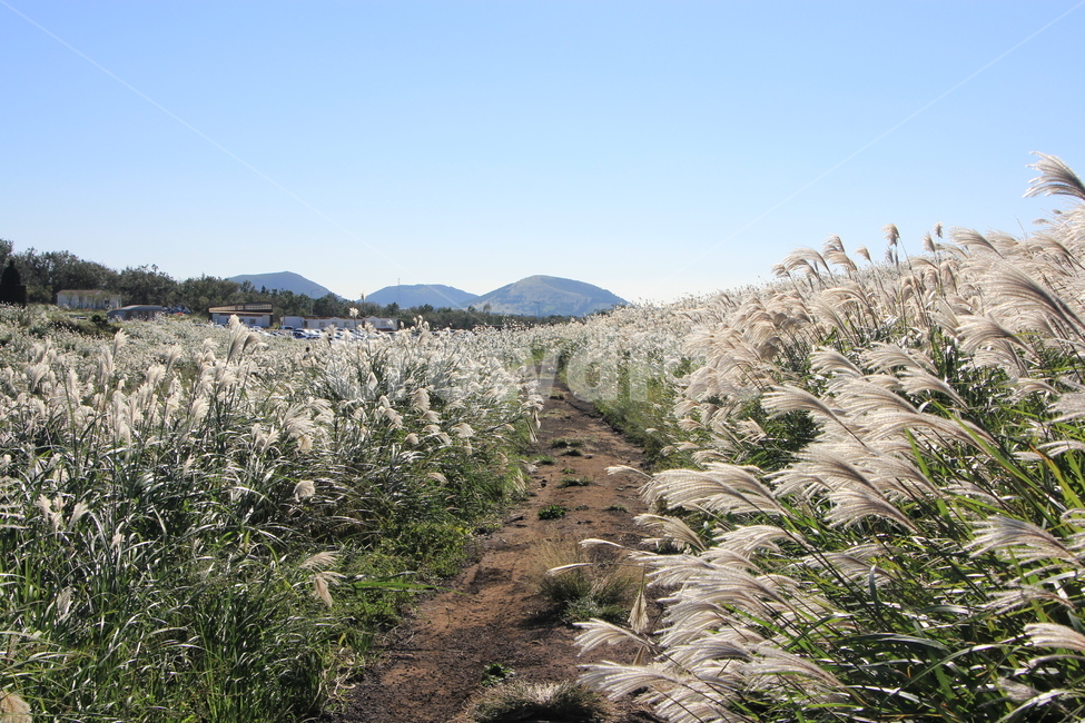 억새,풍경,하늘,새별오름,가을,억새풍경,가을풍경,가을,계절,fall,autumn,season,grass,잔디,plant,식물,lawn