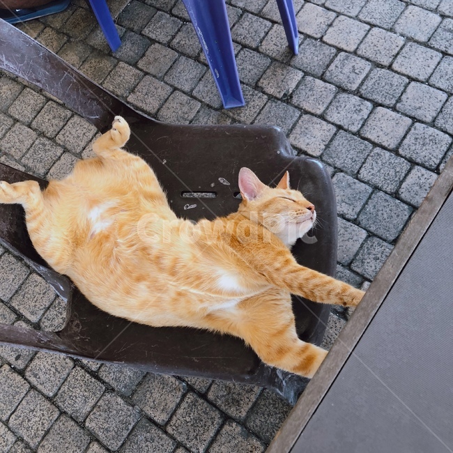 고양이,cat,동물,pet,animal,잠자는동물,동물,animal,포유류,mammal,고양이,cat,kitten,kitty