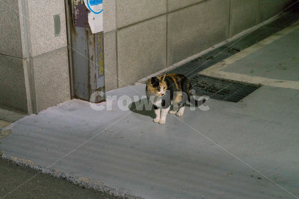 길고양이,고양이,밤고양이,골목길,골목,저녁,삼색이,동물,animal,포유류,mammal,고양이,cat,kitten,kitty