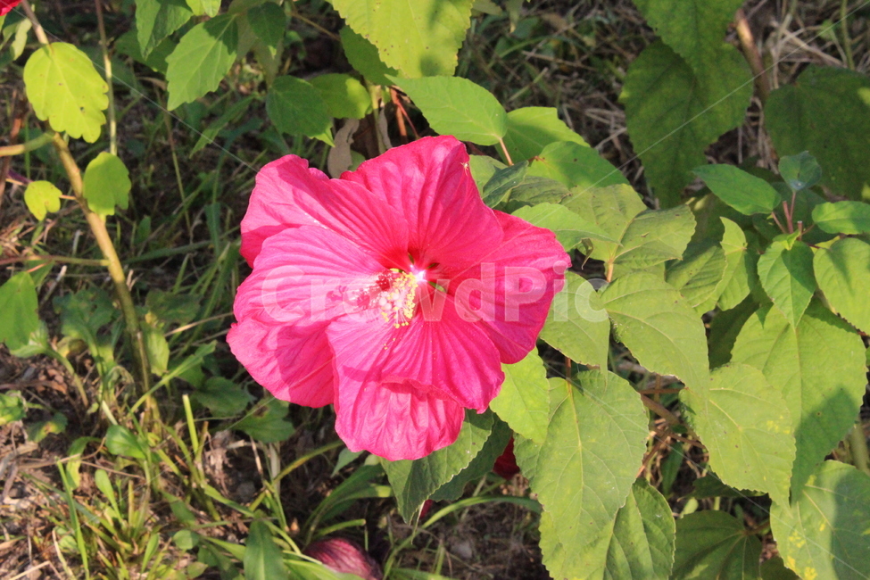 분홍꽃,잎,들꽃,꽃수술,핑크색꽃,식물,자연,plants,nature,꽃,flower