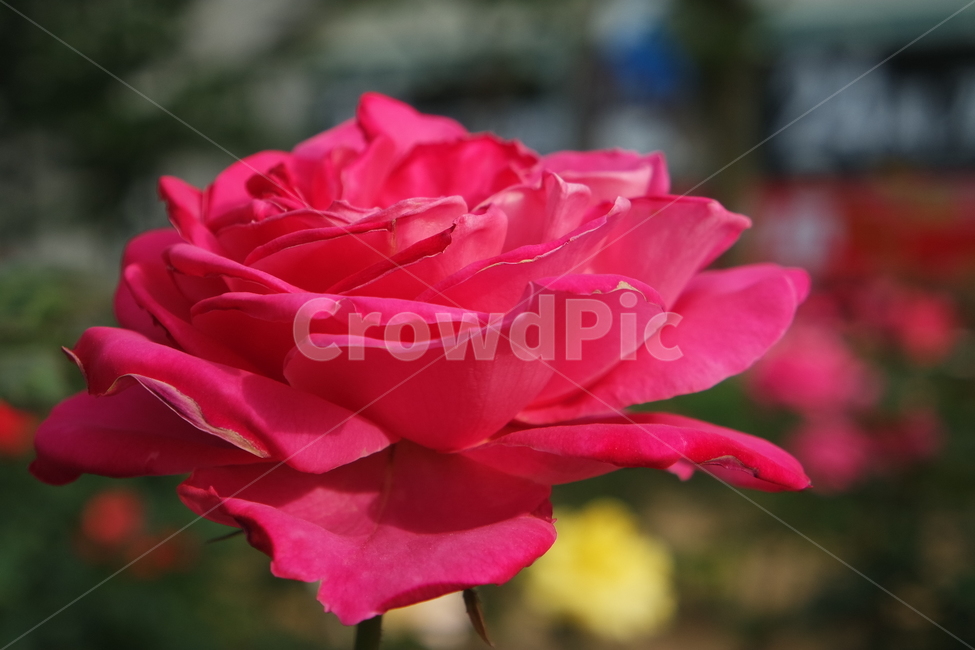장미,장미사진,빨간장미,꽃사진,꽃,꽃배경,식물,자연,plants,nature,꽃,flower