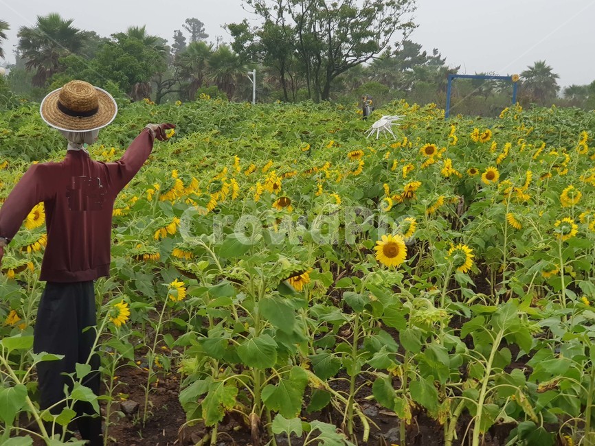 해바라기,허수아비,의복,제주도,비체올린,밀짚모자,야자수,식물,자연,plants,nature,꽃,flower