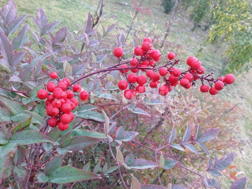 plant,식물,열매,나무,자연,식물,자연,plants,nature