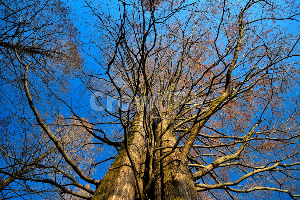 담양,메타세콰이어,나무,식물,가을,나무,trees,wood