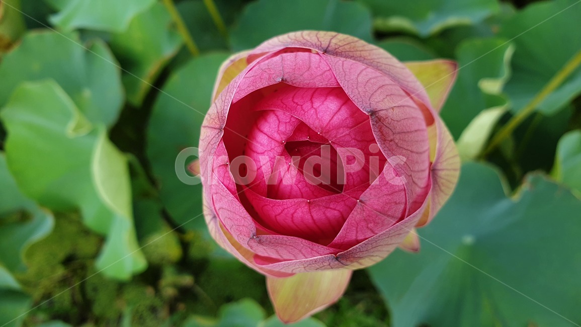 꽃,식물,꽃망울,아라연,flower